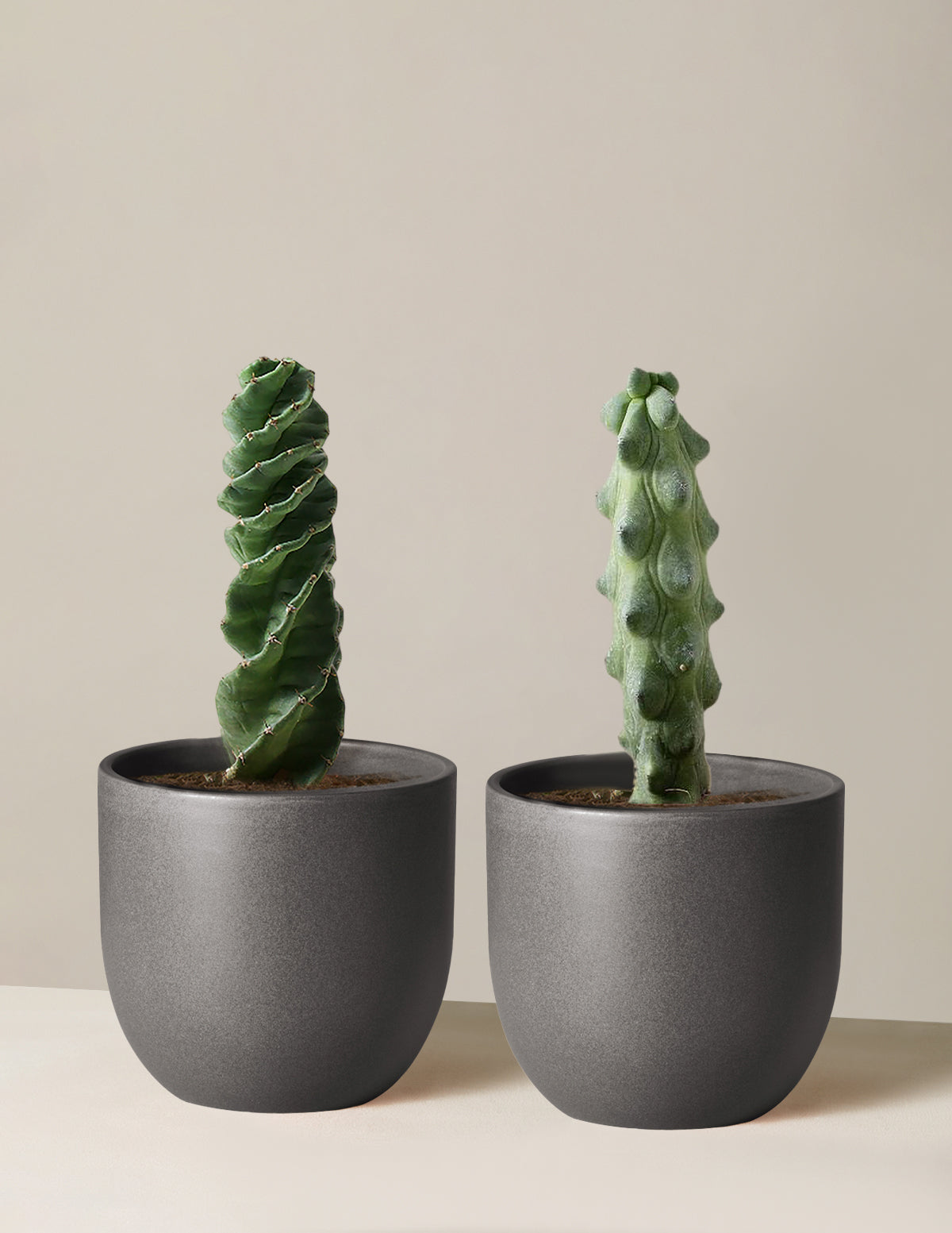 The Rare Cactus Duo