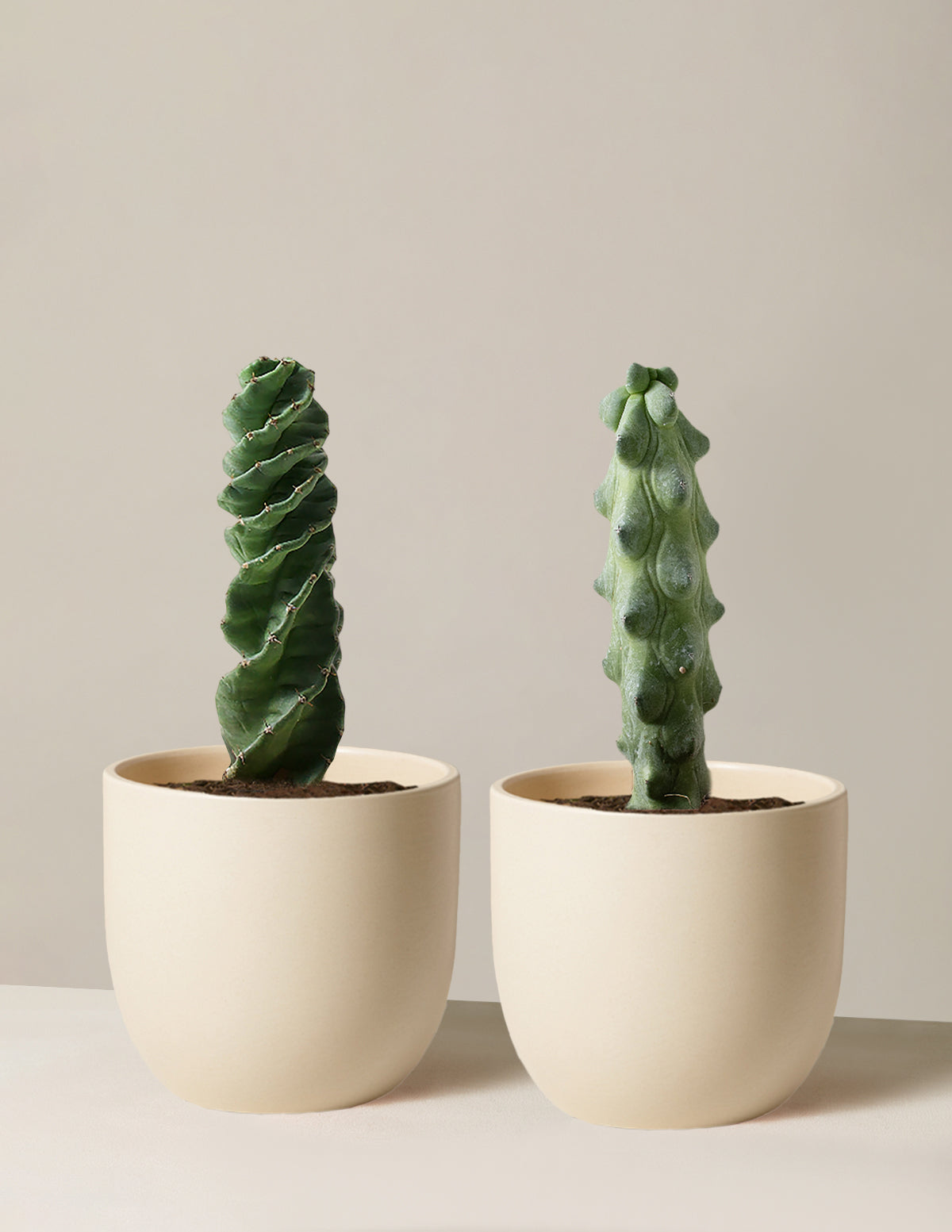 The Rare Cactus Duo