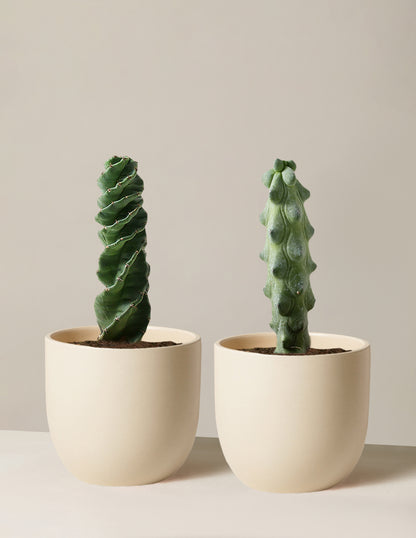 The Rare Cactus Duo