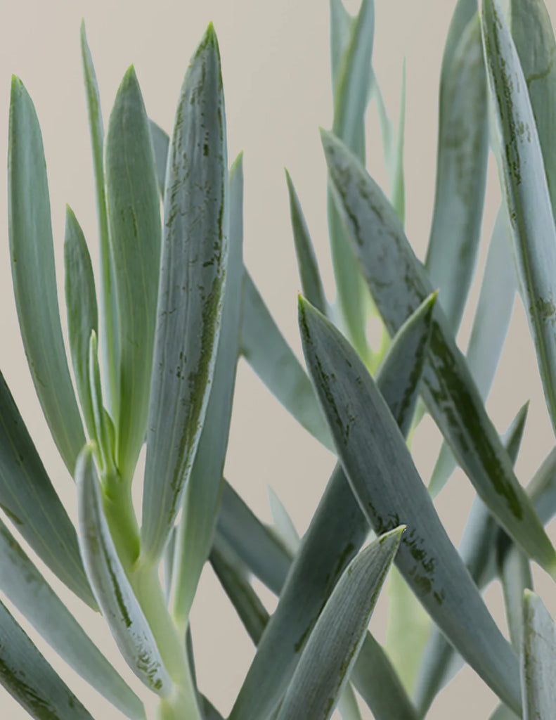 Senecio 'Mount Everest'