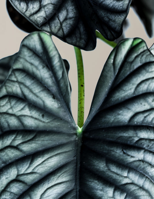 Alocasia Silver Nebula