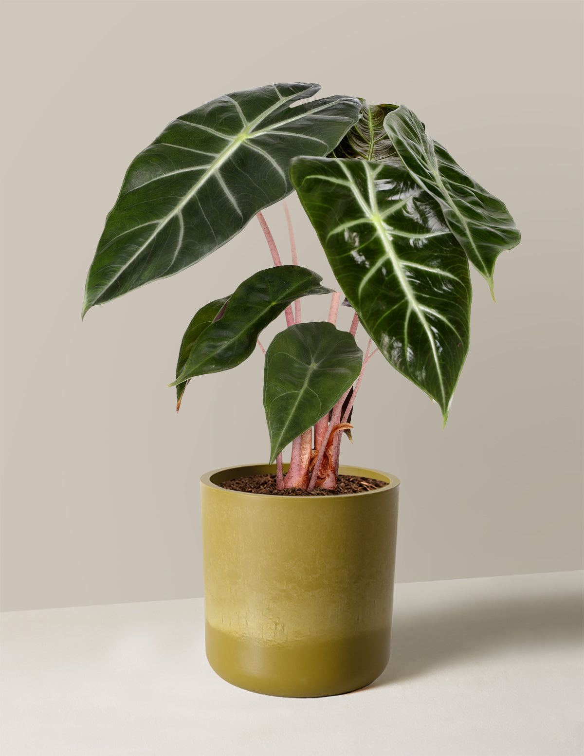 Alocasia Pink Dragon