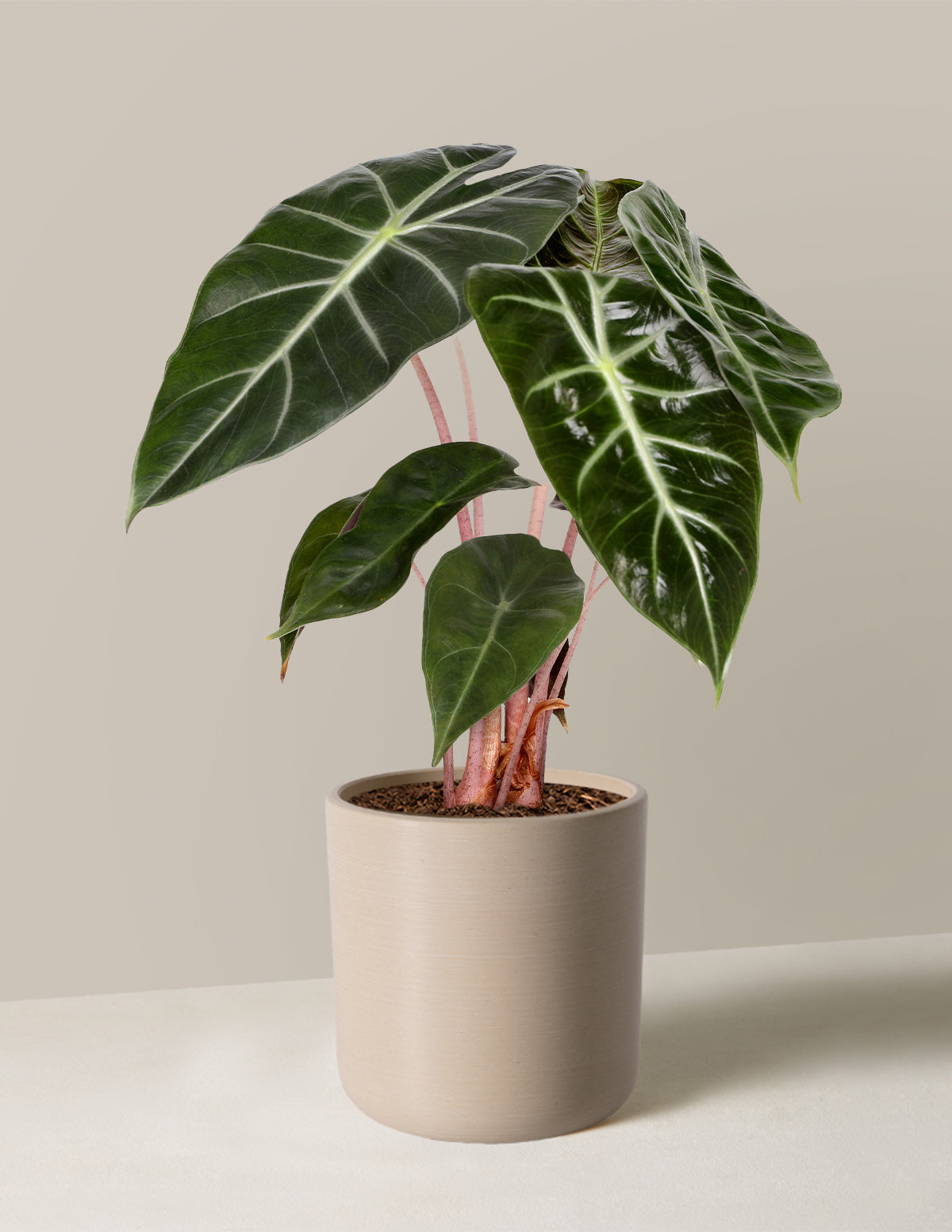 Alocasia Pink Dragon