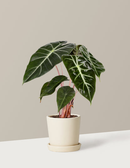 Alocasia Pink Dragon