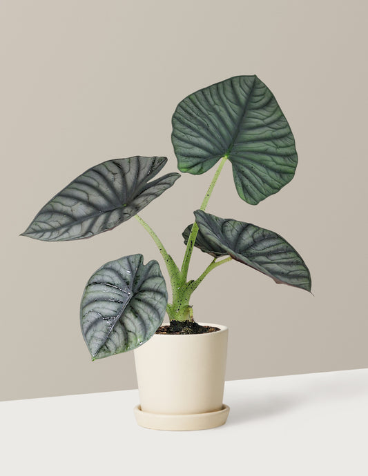 Alocasia Silver Nebula