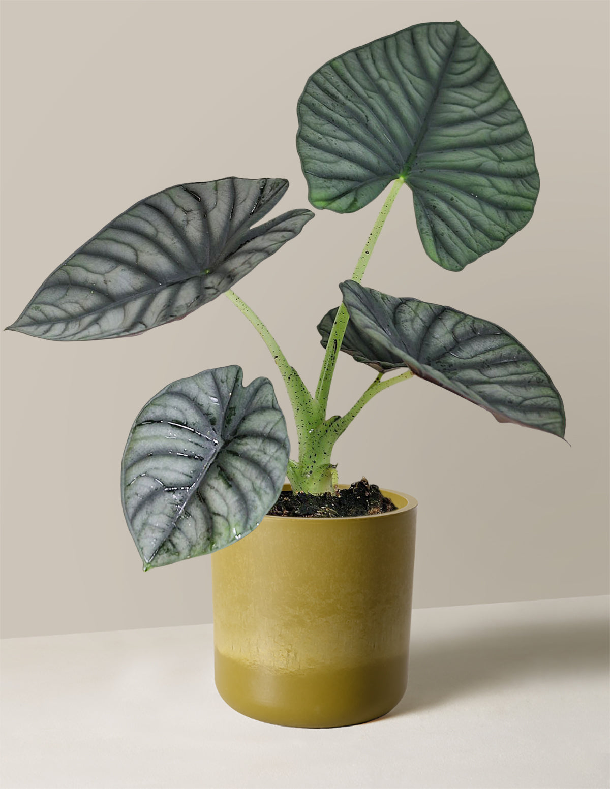 Alocasia Silver Nebula