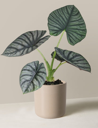 Alocasia Silver Nebula