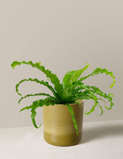 Bird’s Nest Fern