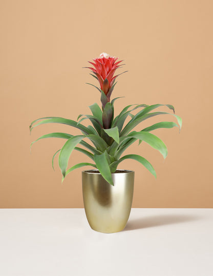 Bromeliad Red Guzmania Hope