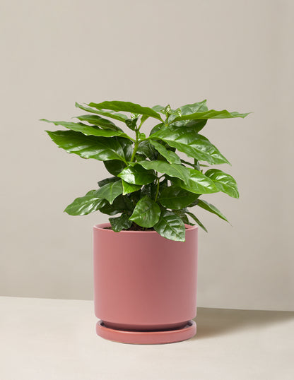 Coffee Plant