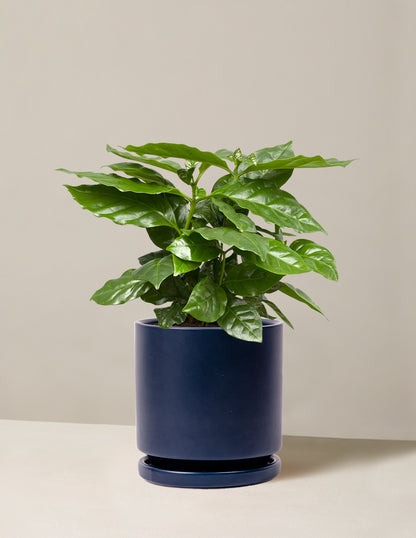 Coffee Plant