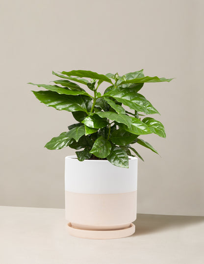 Coffee Plant