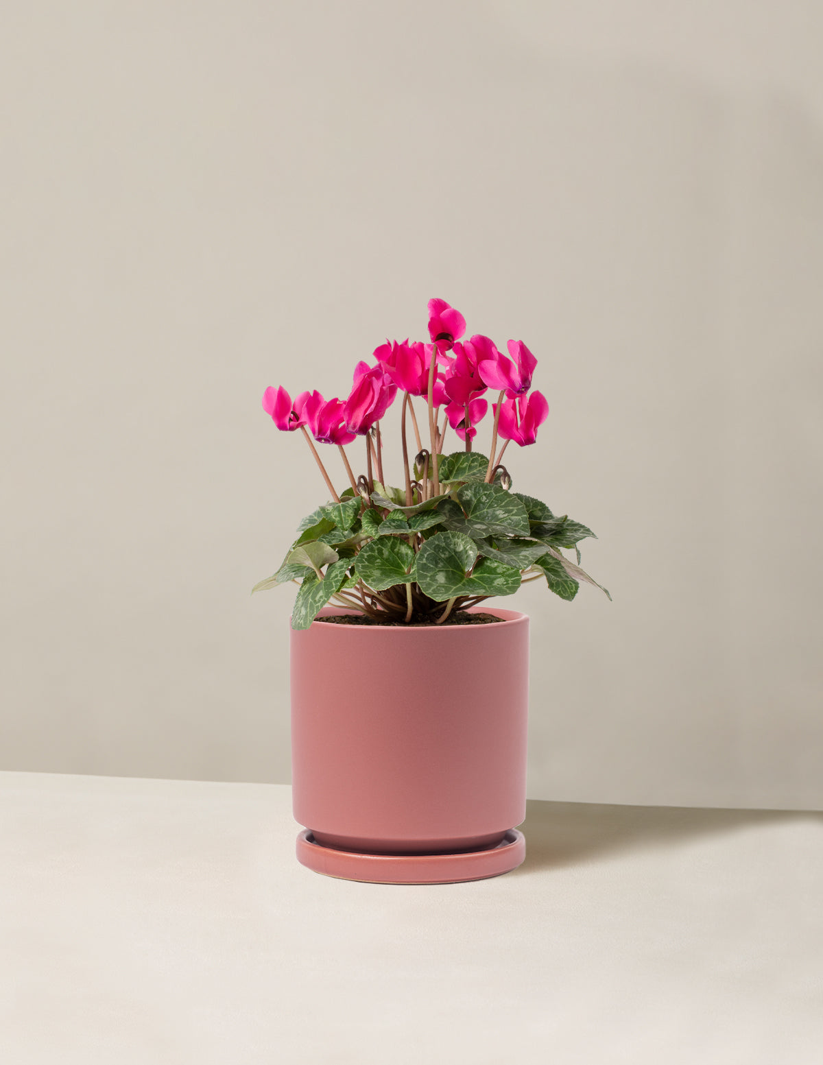 Cyclamen