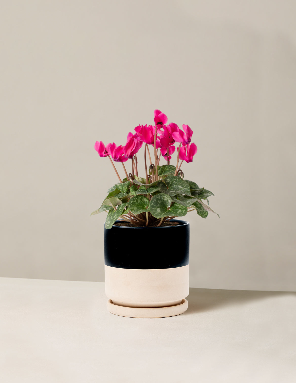 Cyclamen