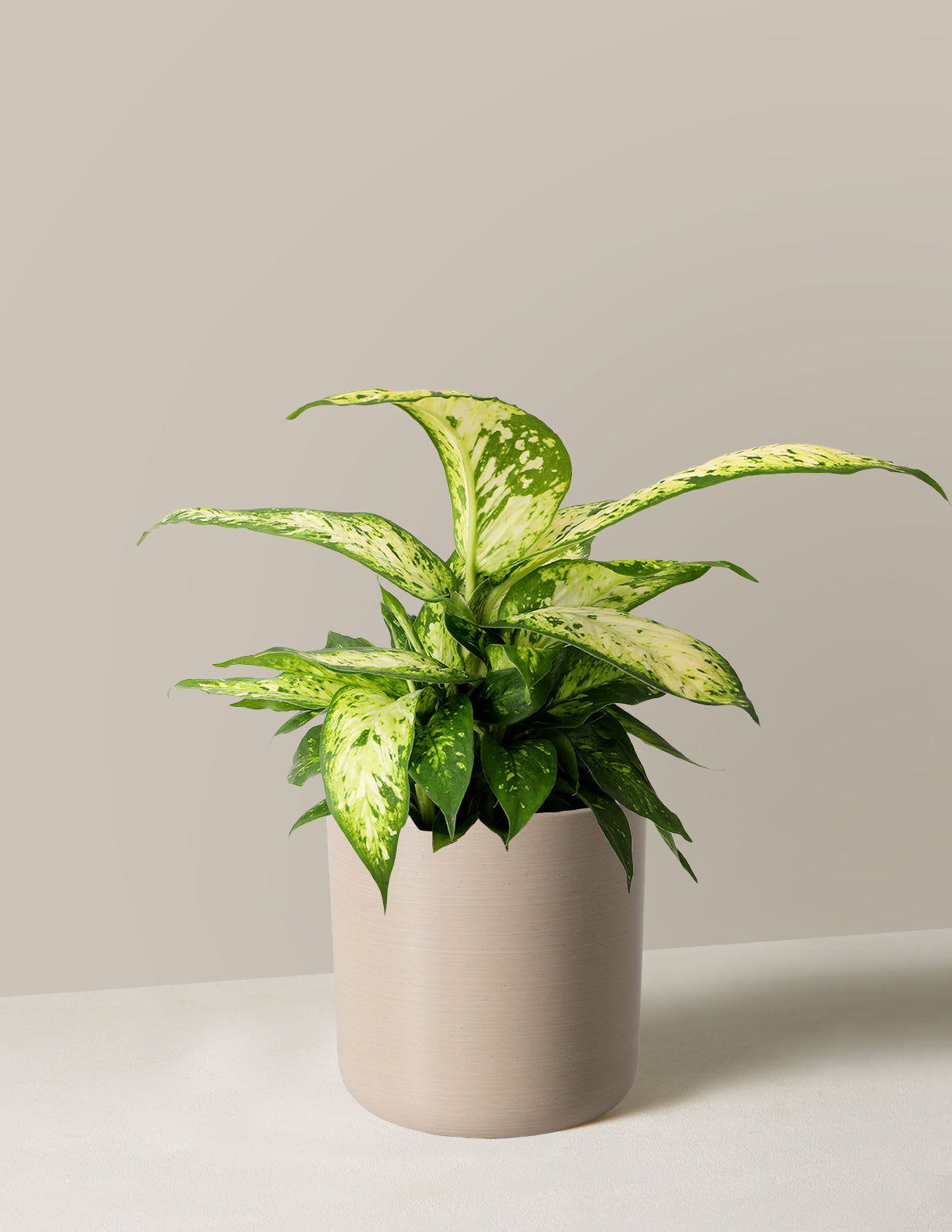 Dieffenbachia Star Bright