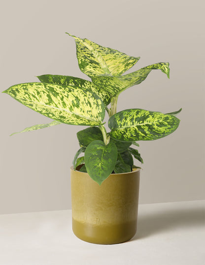 Dieffenbachia Sublime