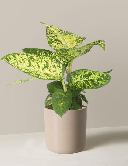 Dieffenbachia Sublime