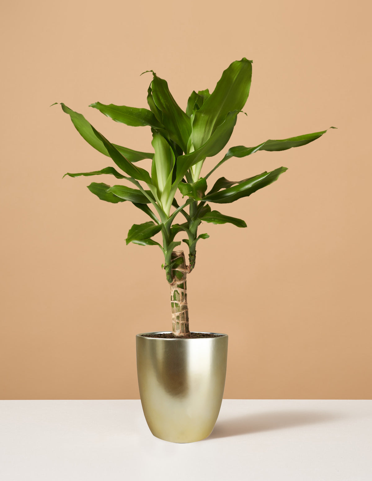 Dracaena Fragrans Green