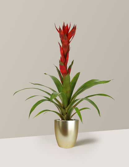 Bromeliad Guzmania 'Marsha'