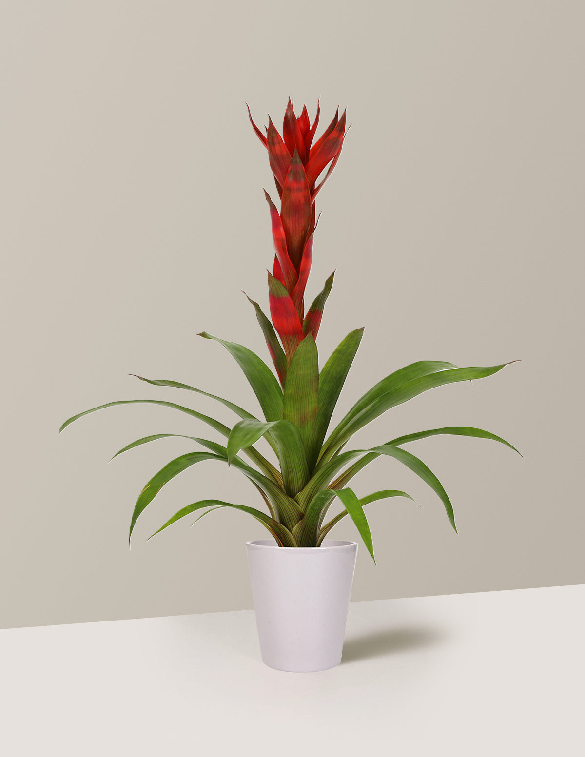 Bromeliad Guzmania 'Marsha'