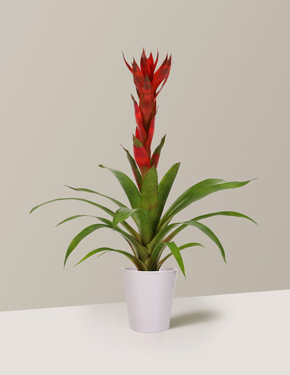 Bromeliad Guzmania 'Marsha'