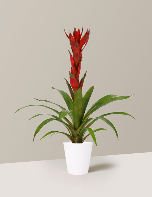 Bromeliad Guzmania 'Marsha'