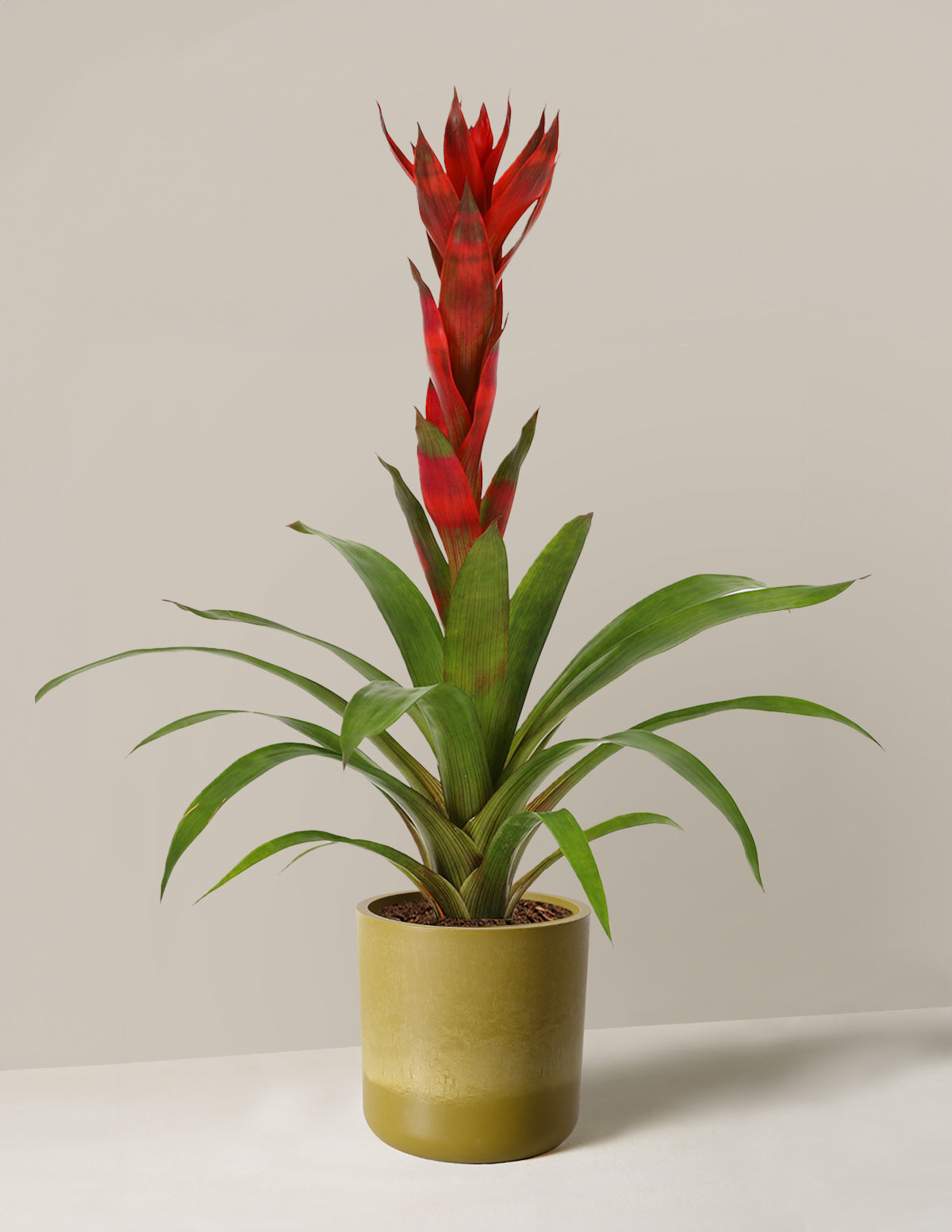 Bromeliad Guzmania 'Marsha'