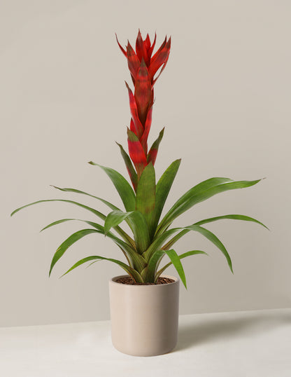 Bromeliad Guzmania 'Marsha'