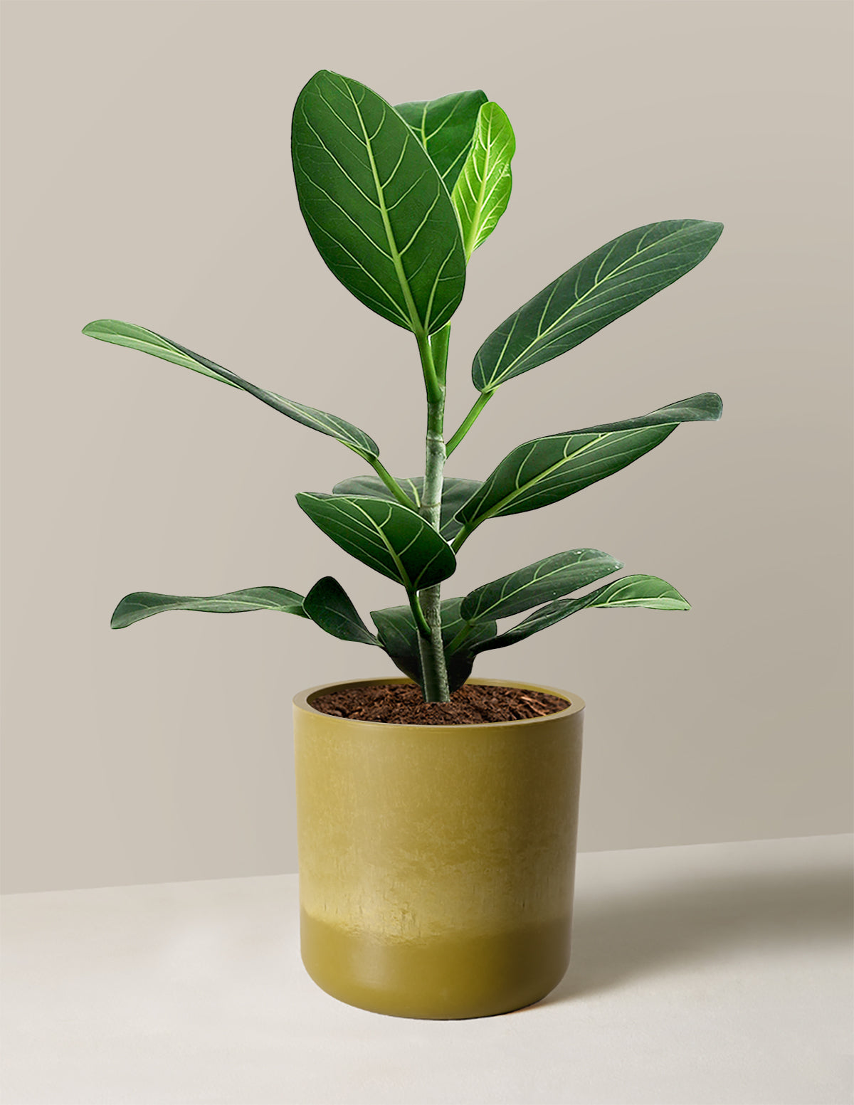 Ficus Audrey Tree