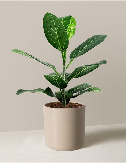 Ficus Audrey Tree