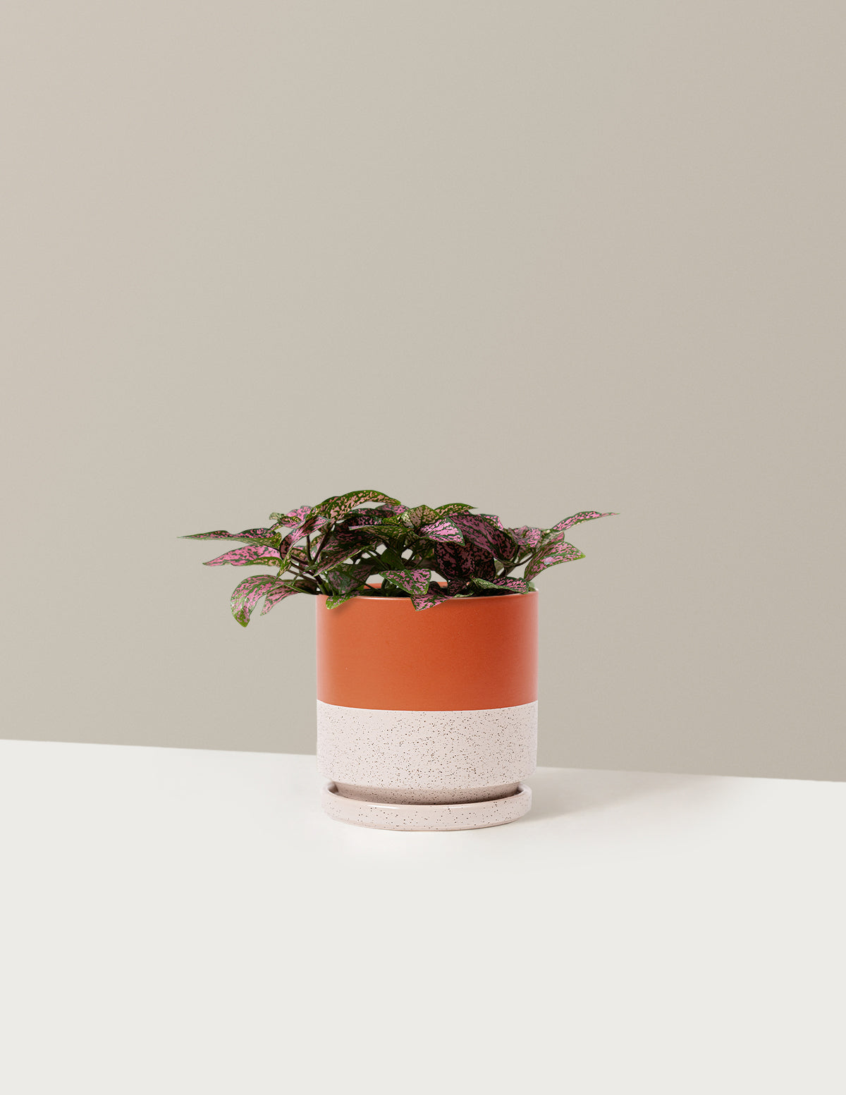 Pink Polka Dot Plant