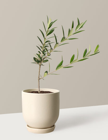 Olive Tree