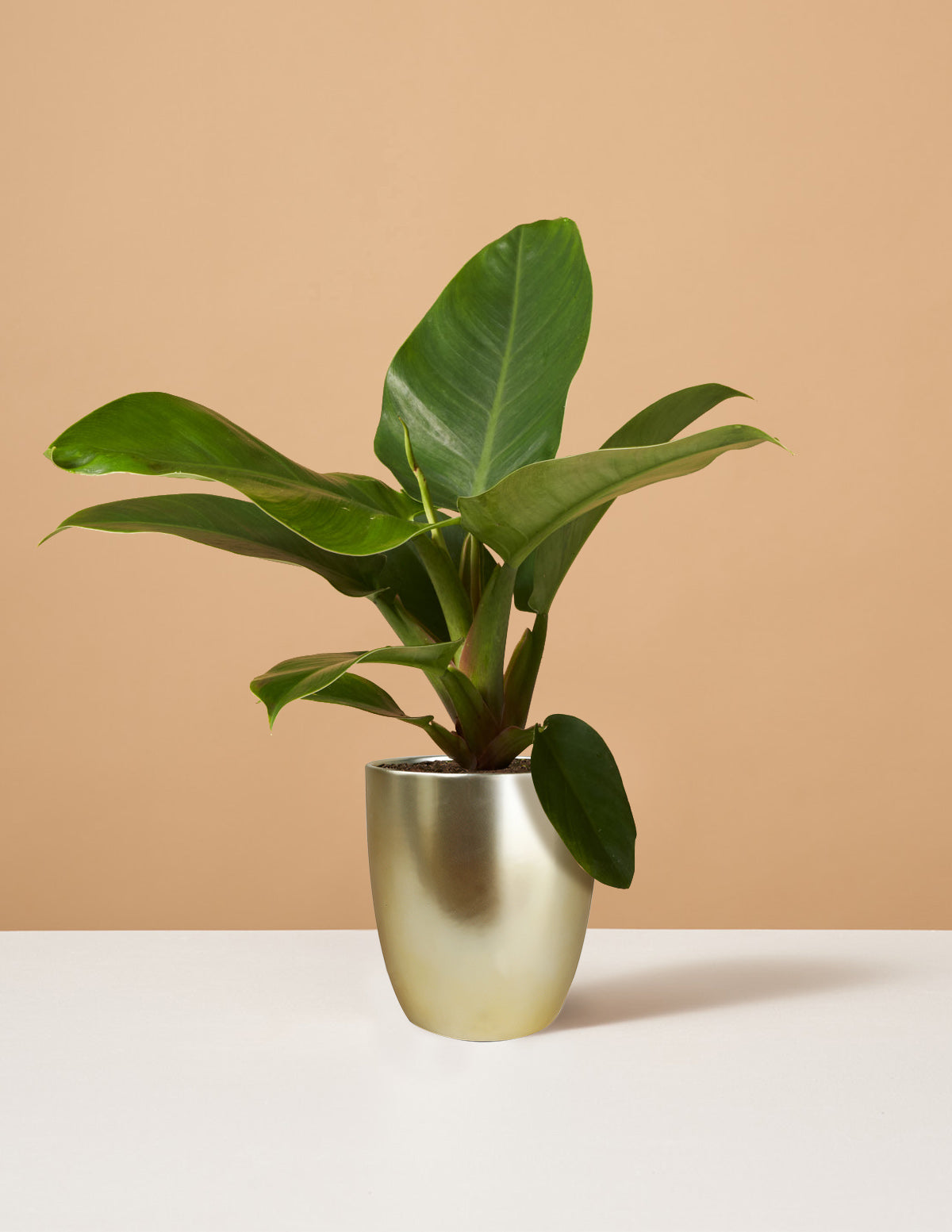 Philodendron Imperial Green