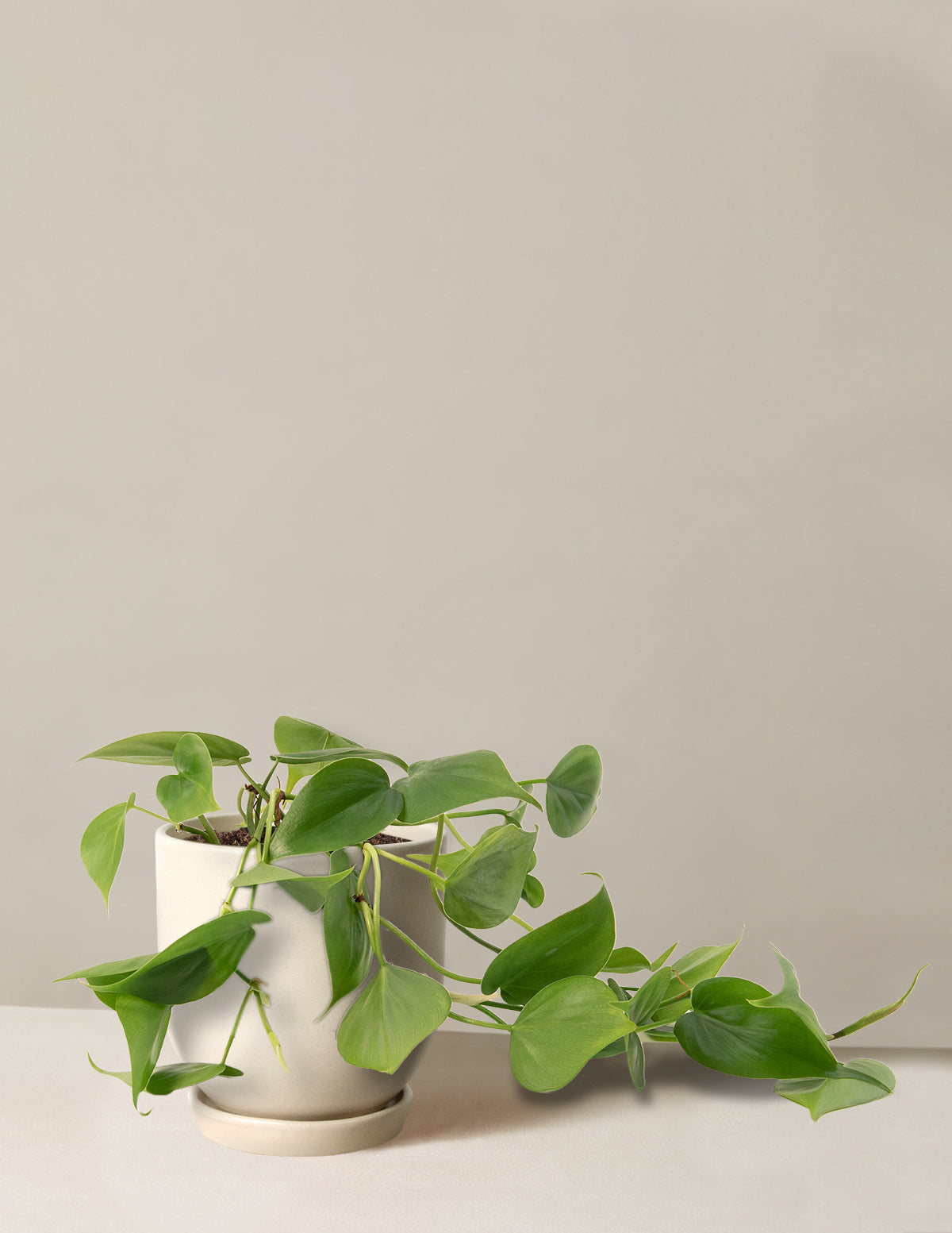 Philodendron | Tropical Trailing Plants & Houseplants for Delivery