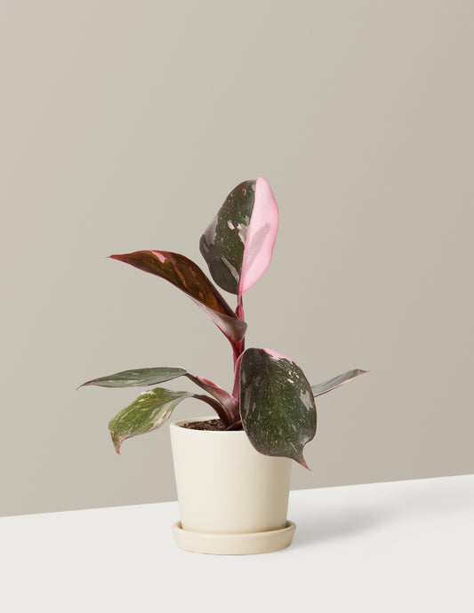 Philodendron Pink Princess