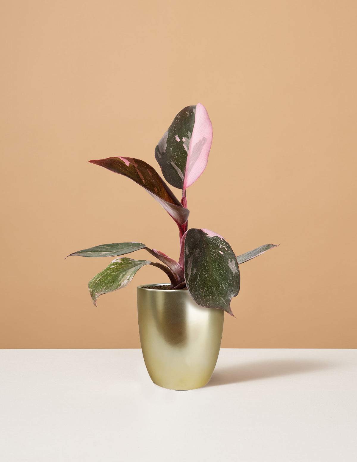 Small popular Philodendron pink princess.