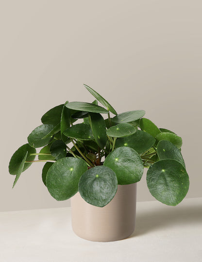 Pilea Peperomioides