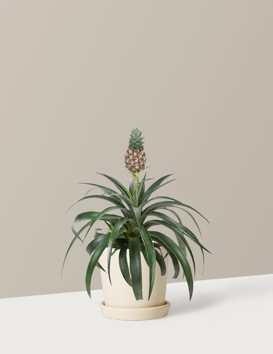 Pineapple Plant