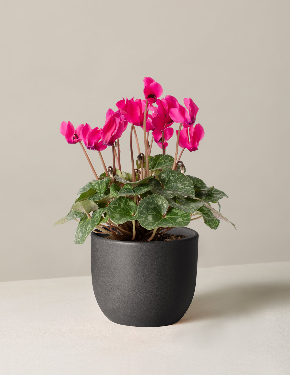 Cyclamen