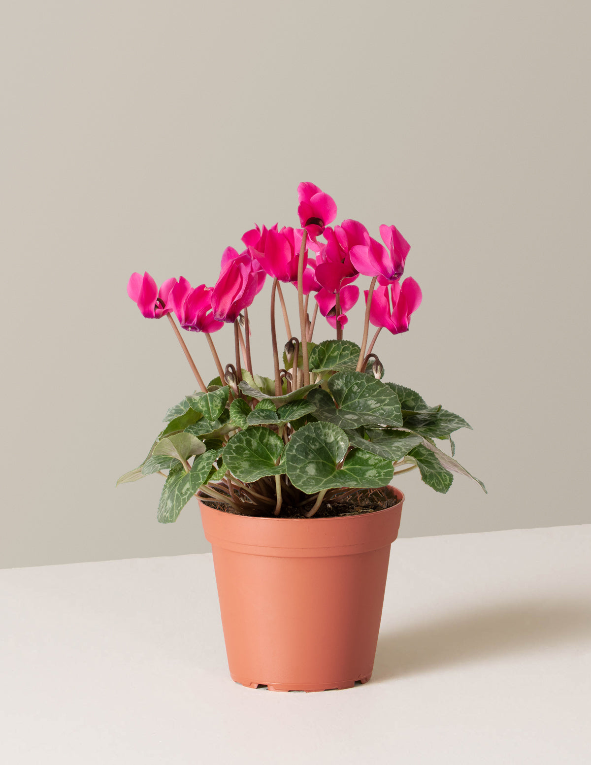 Cyclamen