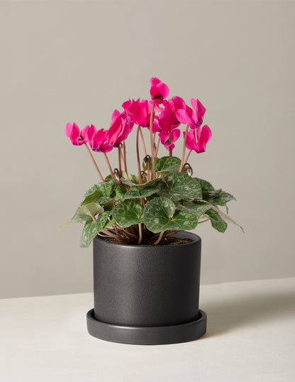 Cyclamen