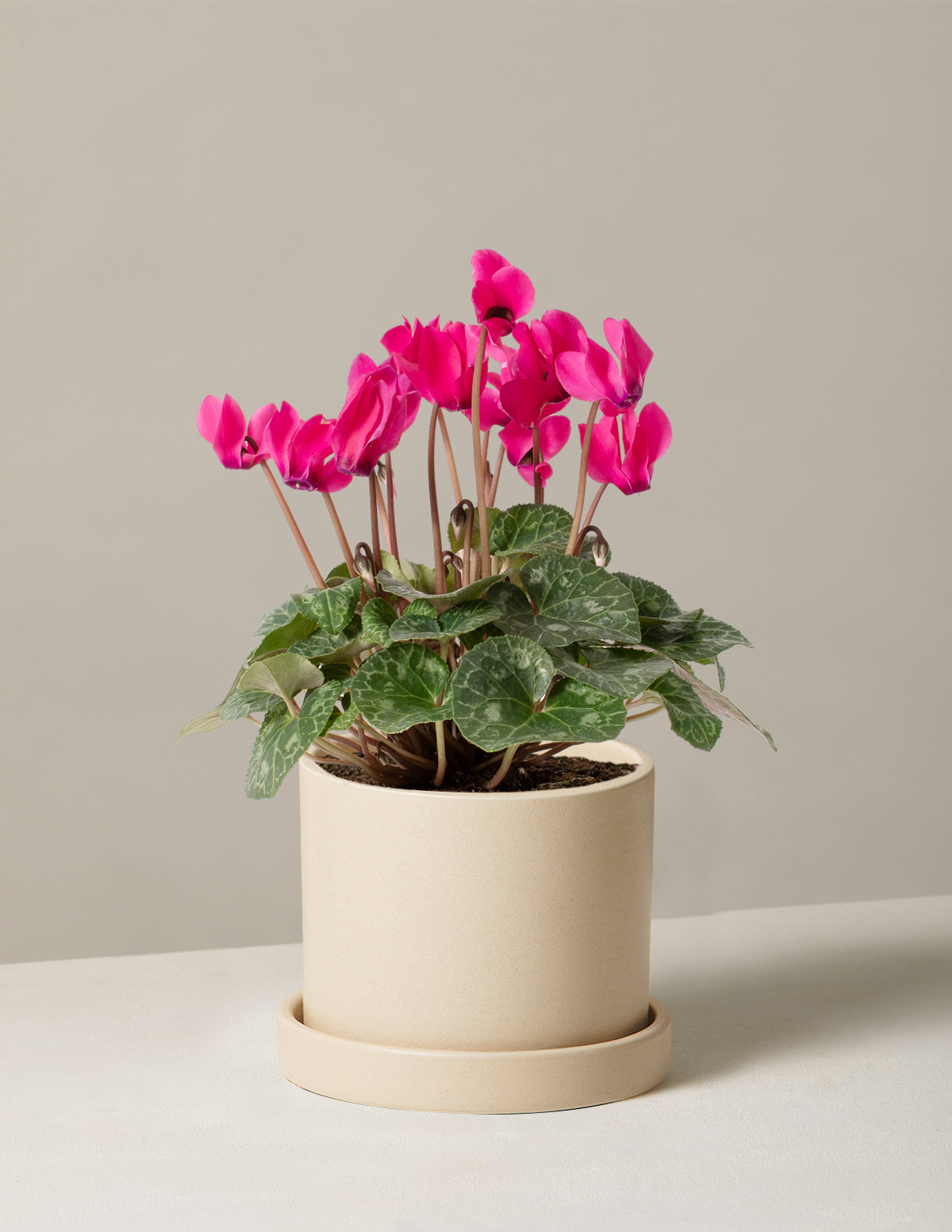 Cyclamen