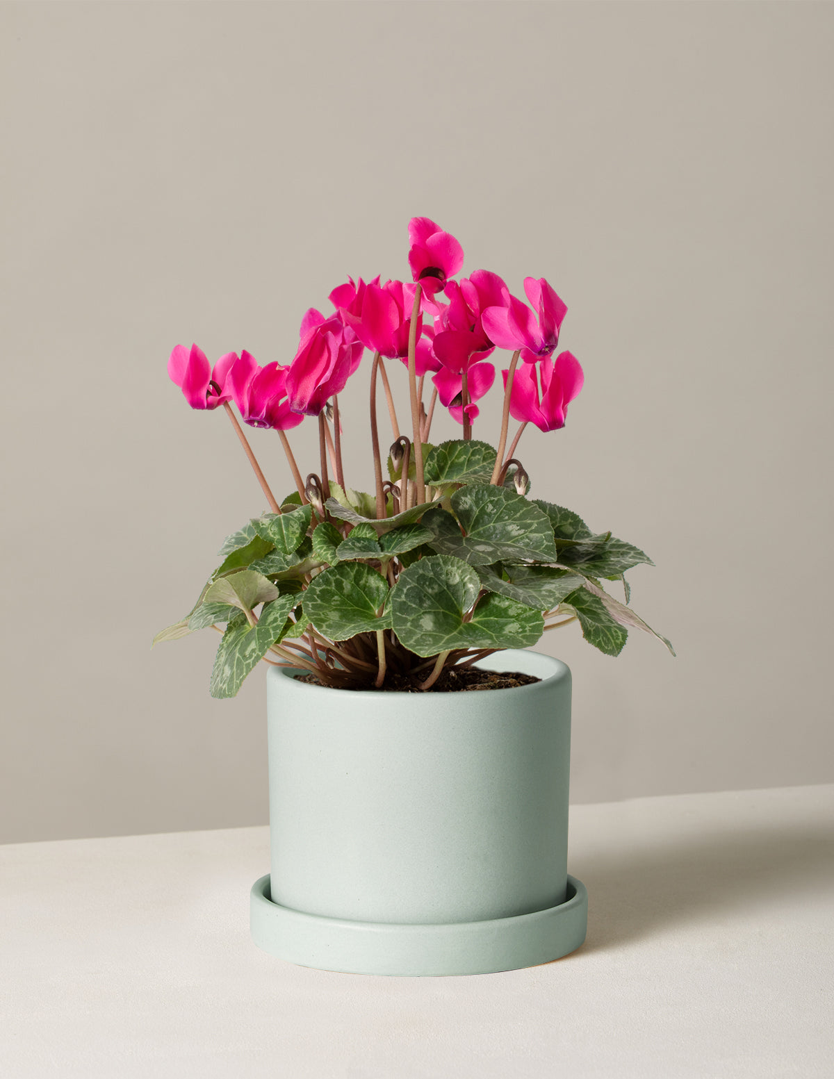 Cyclamen