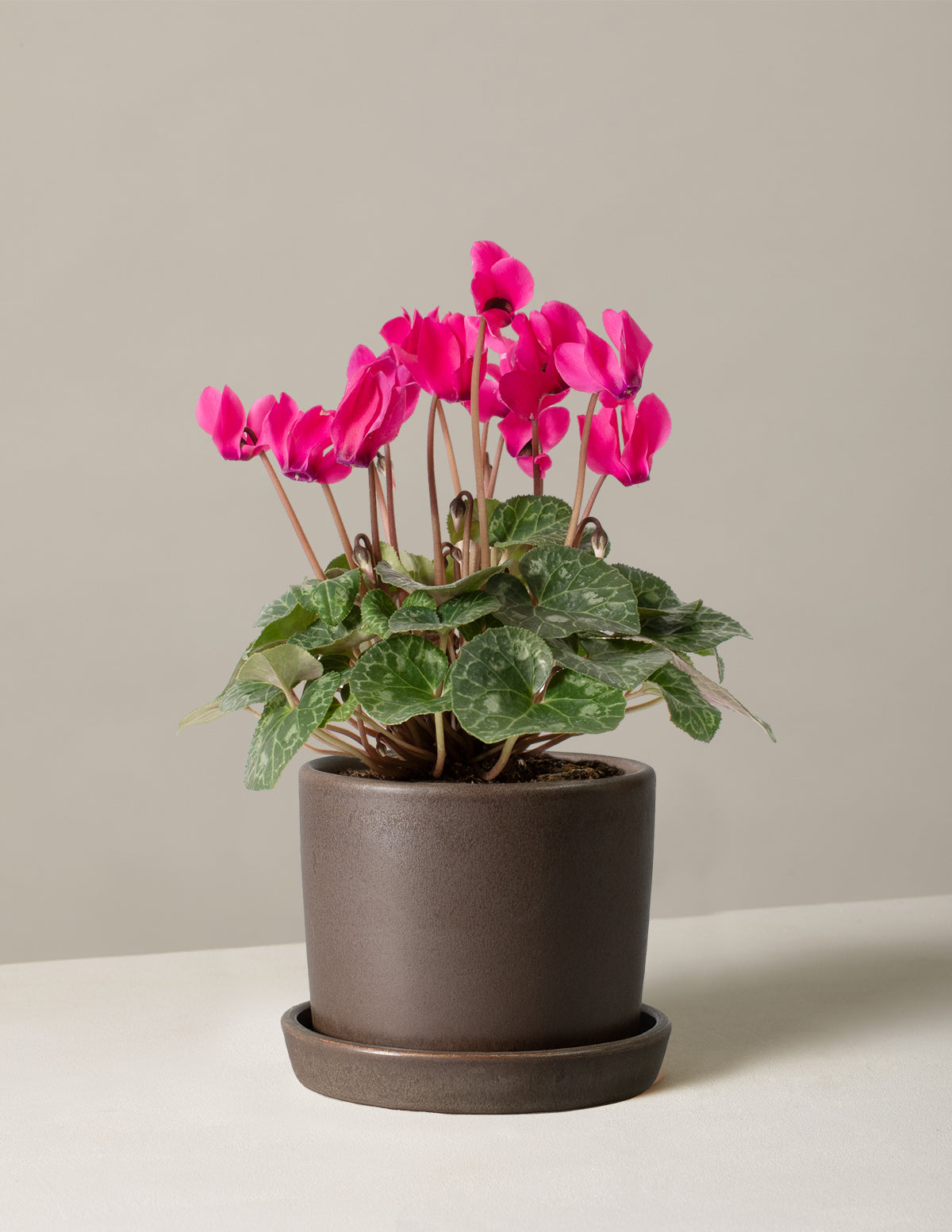 Cyclamen