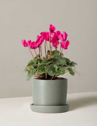 Cyclamen