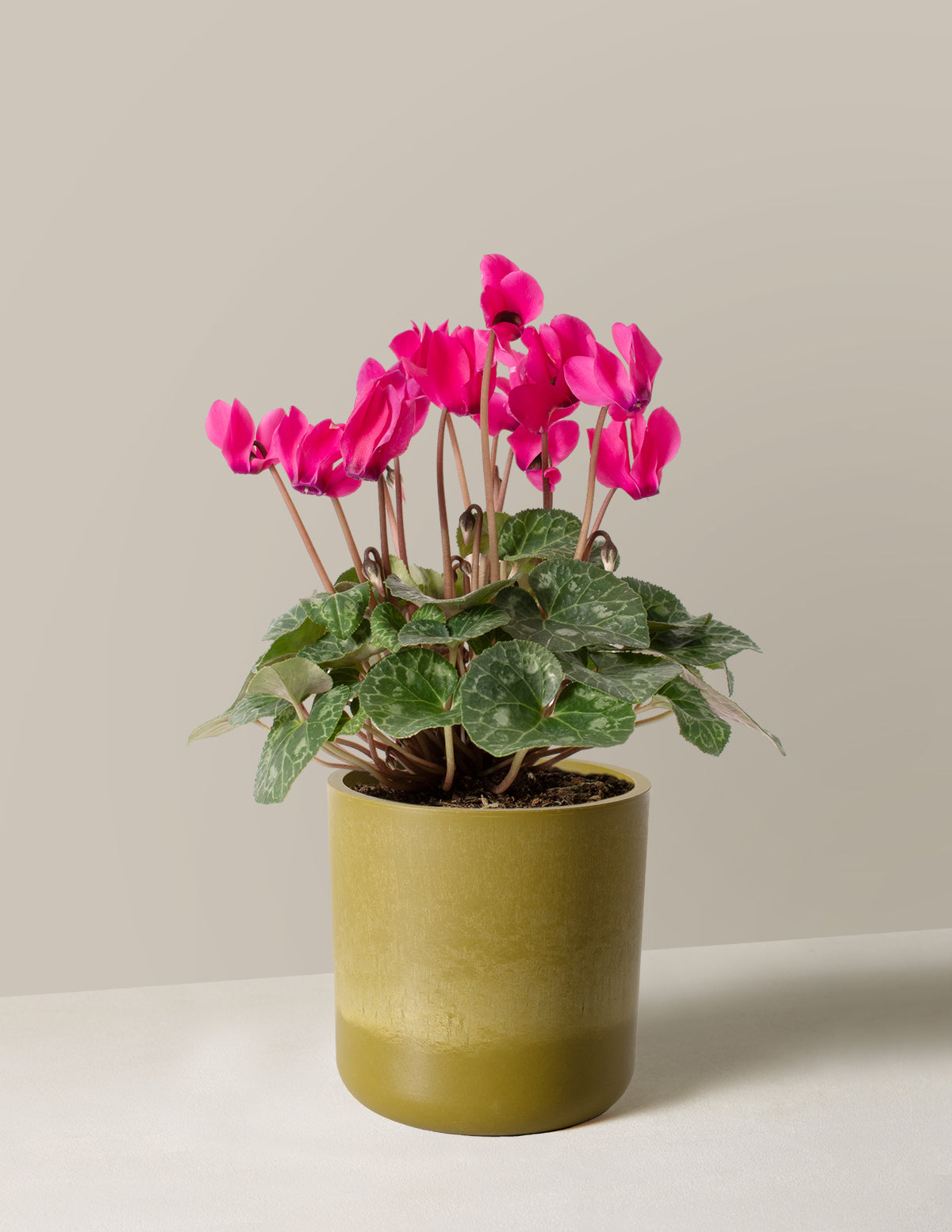 Cyclamen