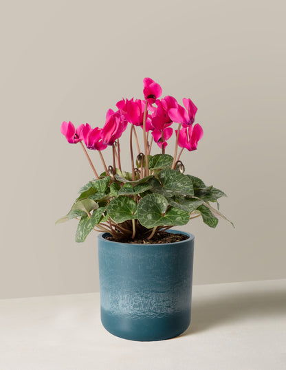 Cyclamen