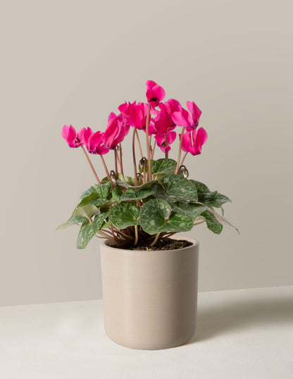 Cyclamen