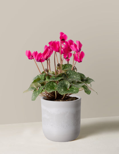 Cyclamen