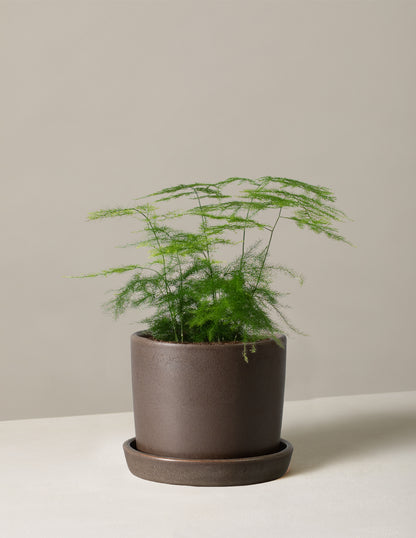 Plumosa Fern